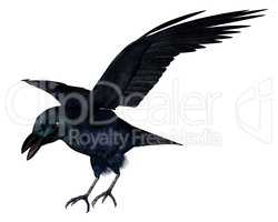 Black crow - 3D render