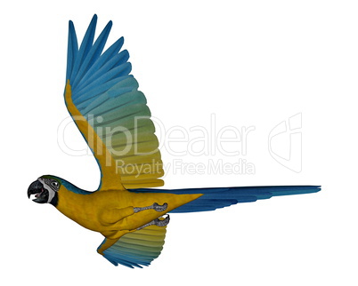 Blue and yellow macaw, parrot, flying - 3D render