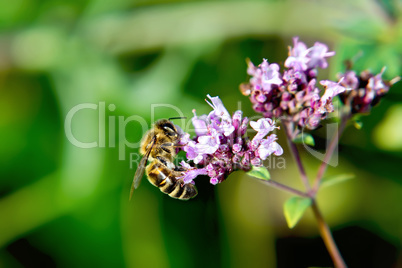 Bee on flower oregano