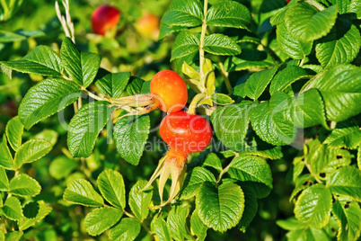 Rosehip large berries