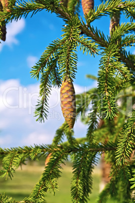 Spruce cones on a branch