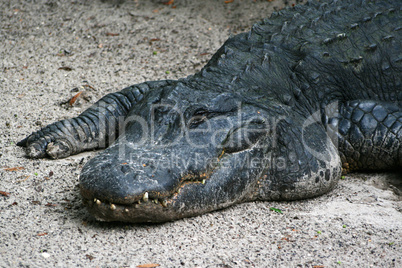 Alligator im Sand