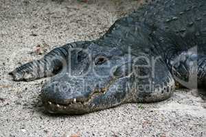 Alligator im Sand