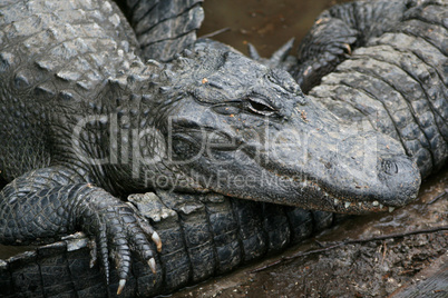Alligator liegt auf einem anderen