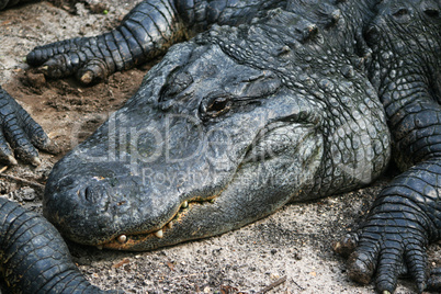 Alligator liegt im Sand