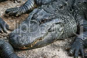 Alligator liegt im Sand