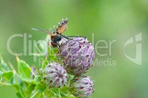 Fliege auf einer Distel