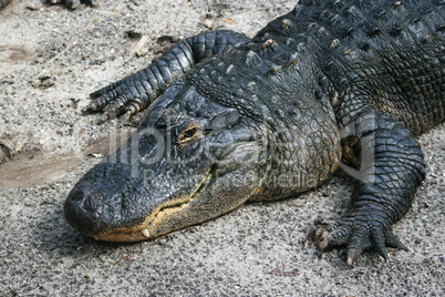 Grosser Alligator