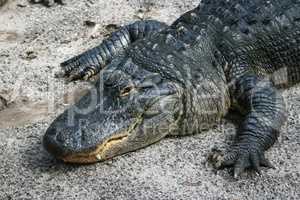 Grosser Alligator
