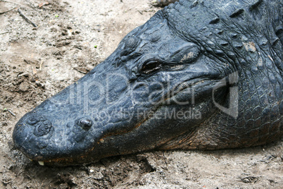 Kopf eines Alligators