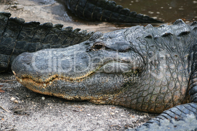 Kopf vom Alligator