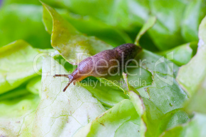 Nacktschnecke auf Salatblatt