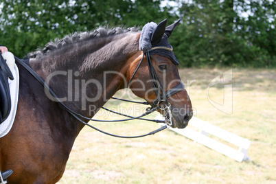 Pferd auf einem Turnier