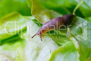 Salatblatt mit Schnecke