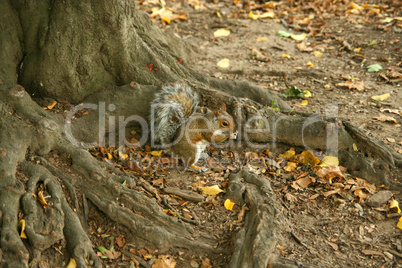 Squirrel Central Park