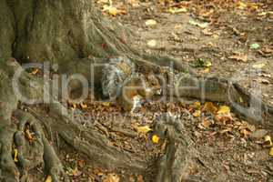 Squirrel Central Park