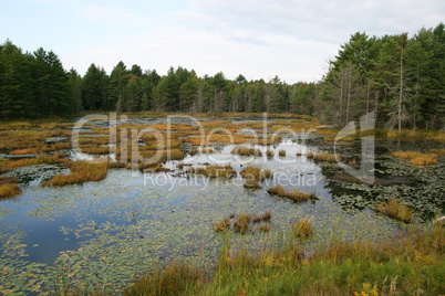 Sumpflandschaft Kanada