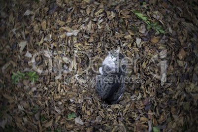 Cat relaxing on fallen leaves