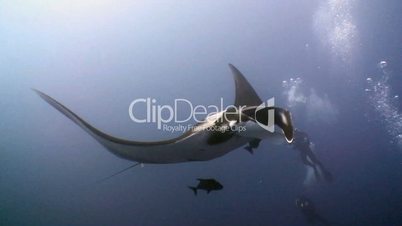 Great dive with large manta rays in Socorro island in the Pacific ocean, Mexico
