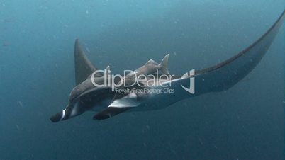 Great dive with large manta rays in Socorro island in the Pacific ocean, Mexico