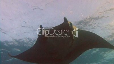 Great dive with large manta rays in Socorro island in the Pacific ocean, Mexico