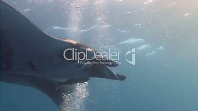 Great dive with large manta rays in Socorro island in the Pacific ocean, Mexico