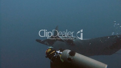 Great dive with large manta rays in Socorro island in the Pacific ocean, Mexico