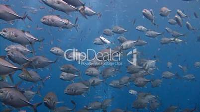 A flock Jack fish descend upon the cliffs of ROCA Partida in the Pacific ocean, Mexico