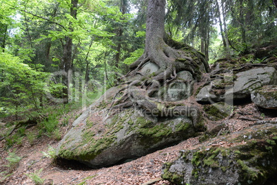 Baum im Bayrischen Wald