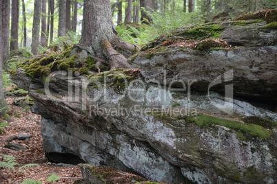 Baum im Bayrischen Wald