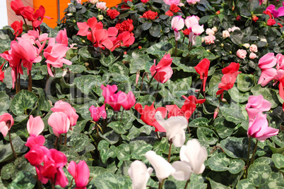 bed from different Cyclamens