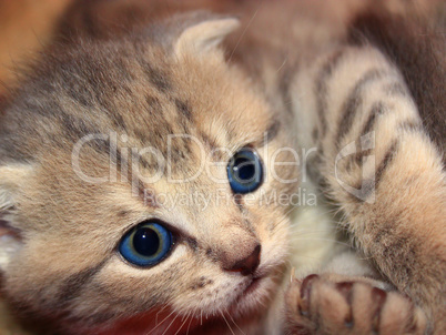 little kitty of Scottish Straight breed