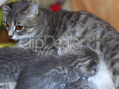 kittens drinking milk from his mother