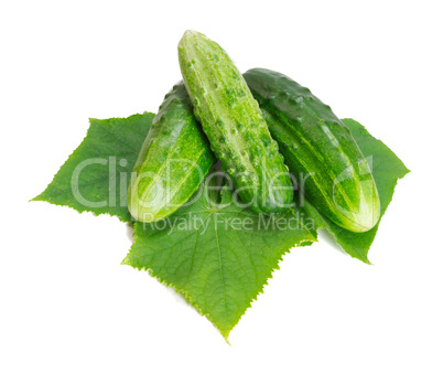 cucumber