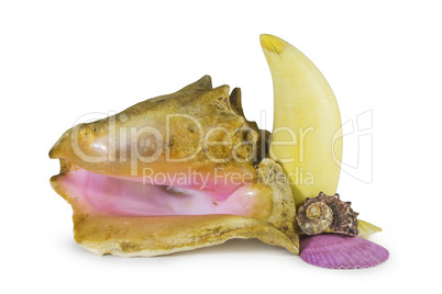 mollusks and tooth