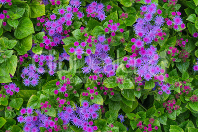 purple and pink flowers