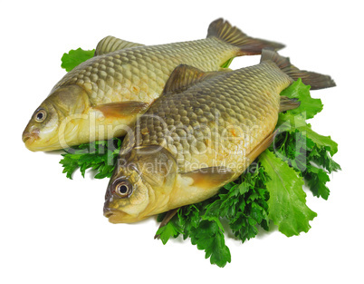 raw crucian