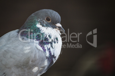 rock pigeon