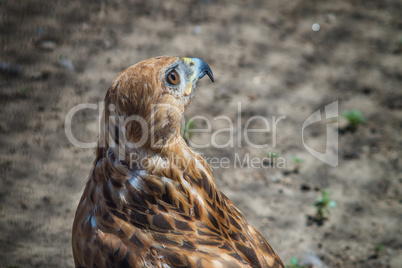 steppe eagle