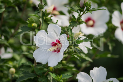 white and pink flower