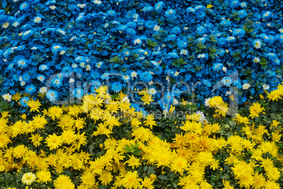 yellow and blue flowers