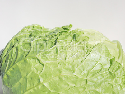 Green cabbage vegetables