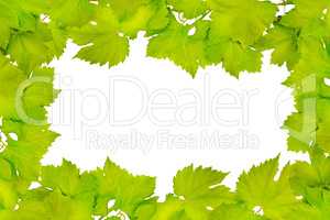 Border of fresh grape leaves