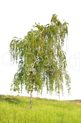 white birch