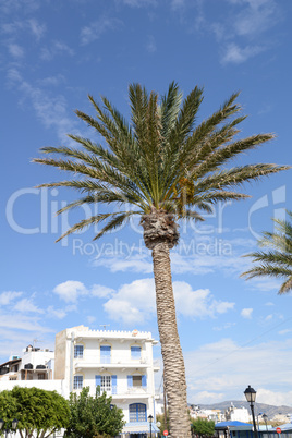 Palme in Ierapetra, Kreta