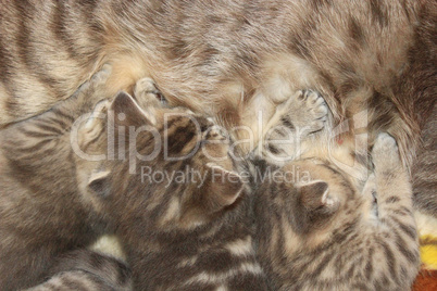 cat with newborn kittens of Scottish Straight breed