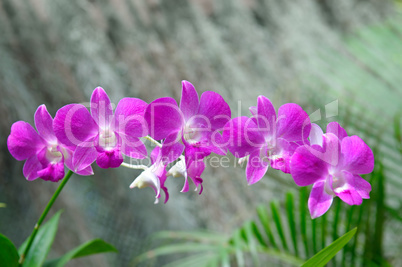 Closeup of beautiful orchids over green leafs