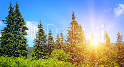 spruce forest on the hillside