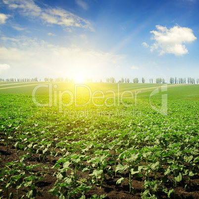 field sunflower sprouts and sunrise