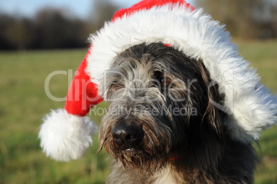 Hund mit Weihnachtsmütze